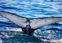 Local das regatas da Semana de Vela de Ilhabela recebe baleias-jubartes