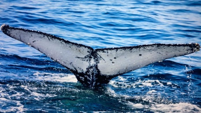 WhatsApp Image 2020-06-02 at 17.48.41 (3)