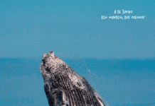 8 de junho, Dia Mundial dos Oceanos…o palco das nossas regatas