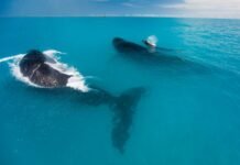 Bahia – Parque Nacional de Abrolhos reabre para visitação