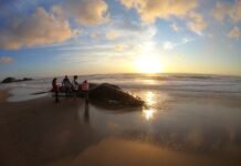 Animais marinhos são resgatados diariamente no litoral catarinense e paranaense