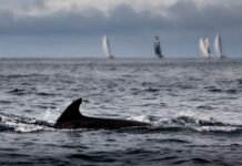 Presidente da Comissão Europeia anuncia que a Comissão irá “atualizar sua agenda internacional dos oceanos no próximo ano” e “focar sua energia diplomática na proteção dos oceanos ”.