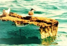 Barco brasileiro SCBrasil Team na The Ocean Race vai lançar Programa de Sustentabilidade Oceano 365