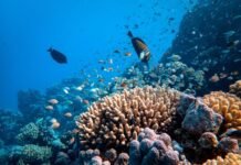 The Ocean Race lanza una campaña para crear la Declaración Universal de los Derechos de los Océanos