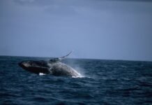 Cerca de 20 mil jubartes na Costa do Brasil!