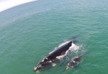Baleias buscam as águas mais quentes do sul catarinense para dar à luz e promovem espetáculos diários aos turistas.