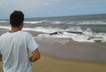 Universidade do Vale do Itajaí (Univali) vai sediar a 32ª Semana Nacional de Oceanografia