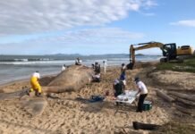 Baleia-franca com 16 metros de comprimento encalha na Praia do Tabuleiro, em Barra Velha (SC).