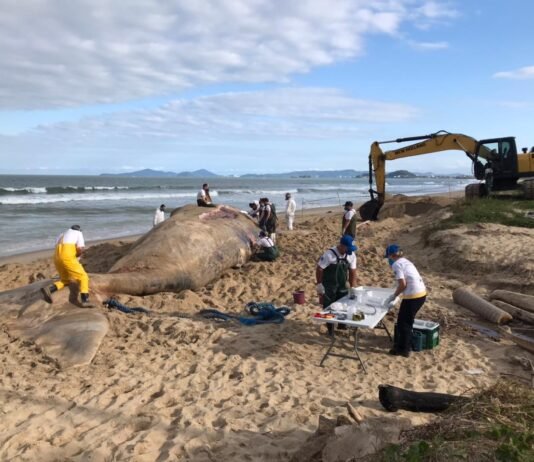 Baleia-franca com 16 metros de comprimento encalha na Praia do Tabuleiro, em Barra Velha (SC).