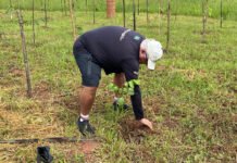 CBVela e YCSA plantam árvores em São Paulo (SP)