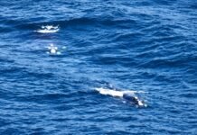 Regata começou com duas voltas próxima da costa e baleia provoca mudanças