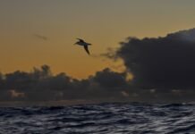 Os Imocas estão próximo do Cabo Horn