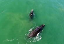 Temporada das Baleias: placas sinalizam lugares para avistá-las em Laguna