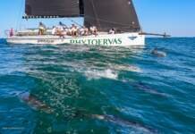 Golfinhos acompanham barco na Semana de Vela