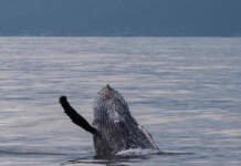 Raia da Semana Internacional de Vela de Ilhabela Daycoval é rota de baleias