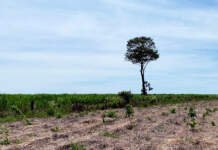 Speed Park sela parceria com projeto Reflorestamento das Fontes a Foz