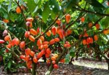 Garoto lança o Prêmio Cacau de Qualidade 2025