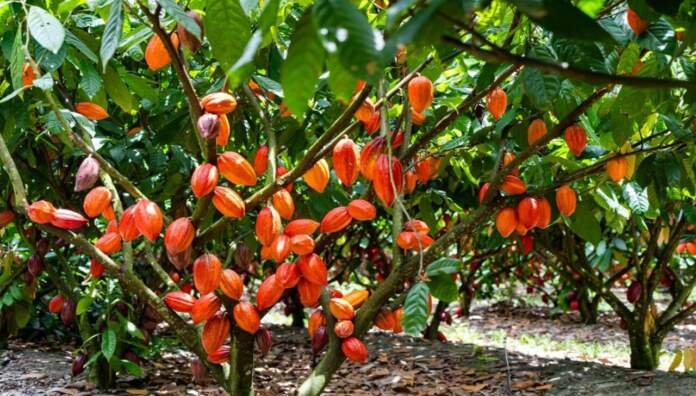 452581_1155231_fazenda_ncp___web_1