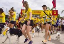 Do asfalto às patinhas: cuidados essenciais para correr com seu cão