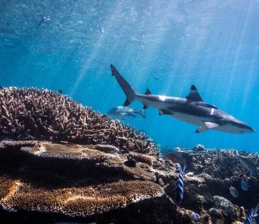 The Ocean Race amplia ações de sustentabilidade com o programa Racing for the Ocean © Tom Vierus / Ocean Image Bank