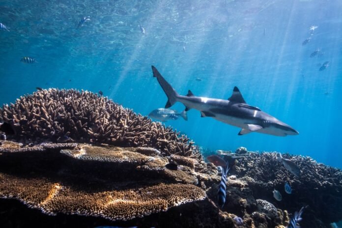 LIVINGSDREAMS.TV © Tom Vierus / Ocean Image Bank